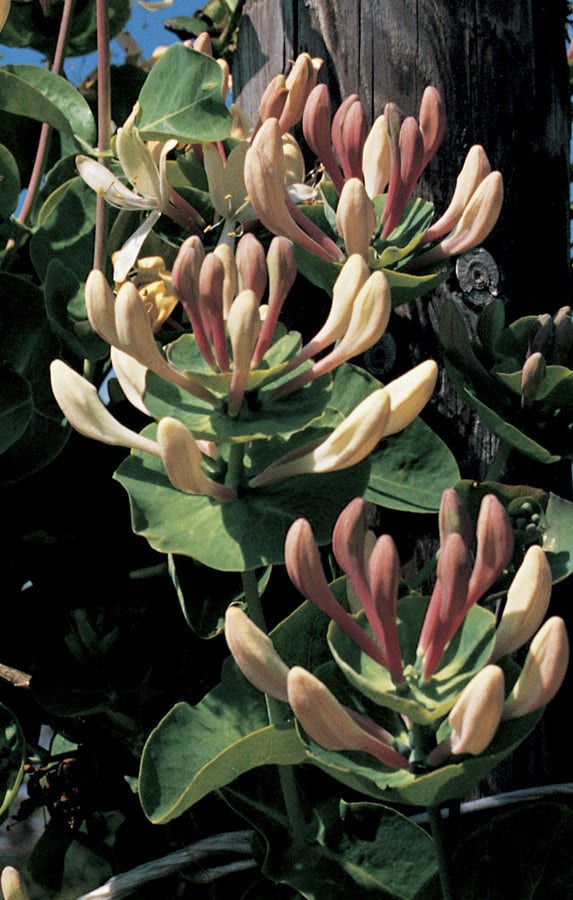 Kamperfoelie (Lonicera caprifolium)