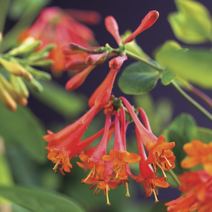 Kamperfoelie (Lonicera brownii 'Dropmore Scarlet')