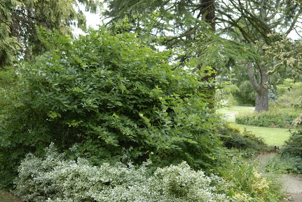 Struikkamperfoelie (Lonicera fragrantissima)