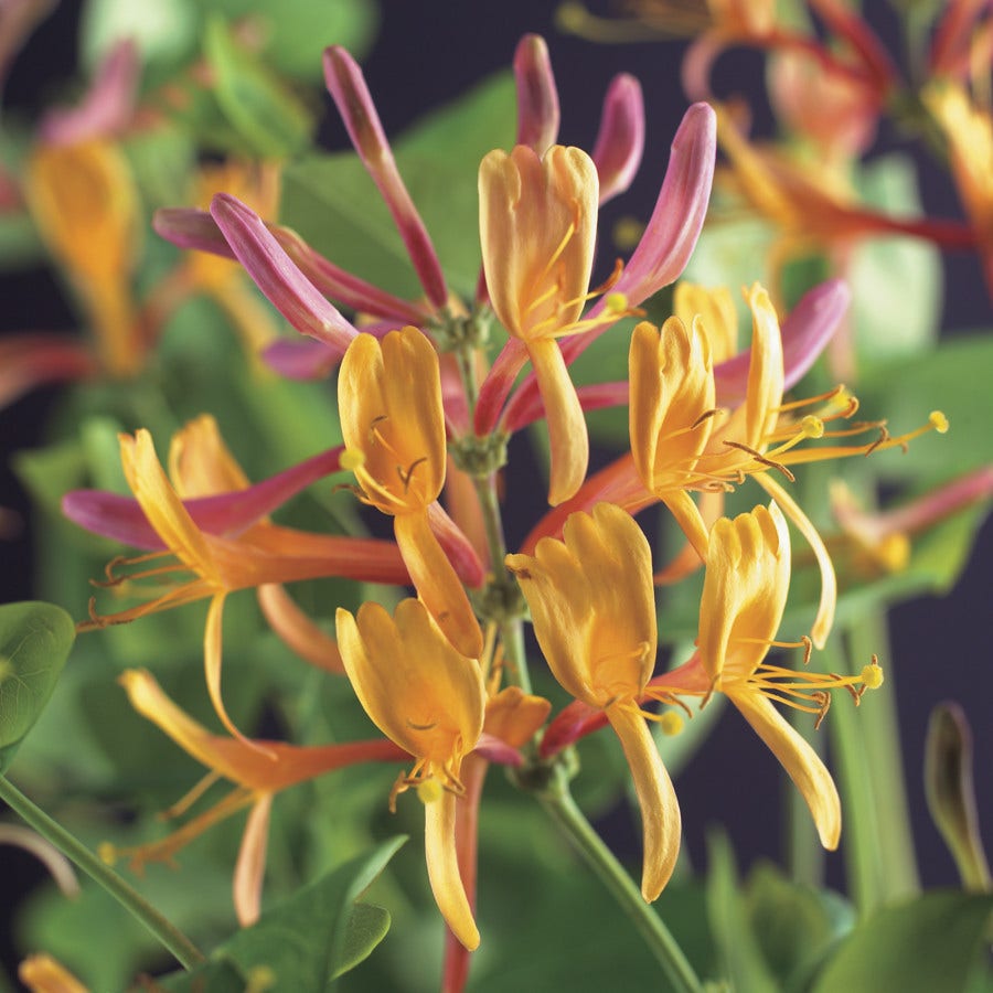 Kamperfoelie (Lonicera heckrottii 'American beauty')