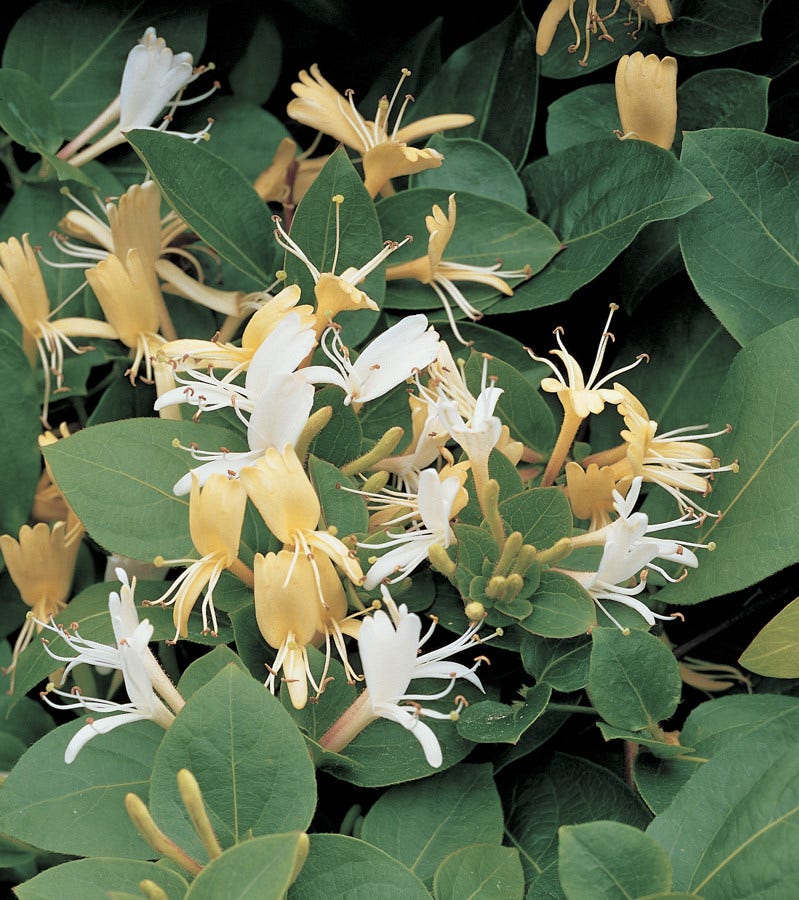 Kamperfoelie (Lonicera japonica 'Hall's Prolific')