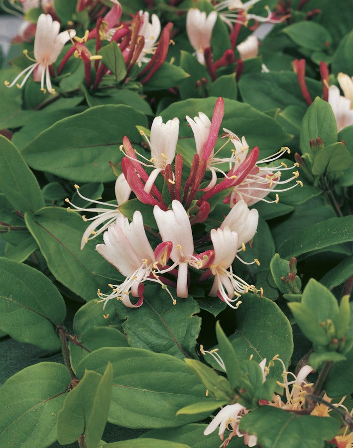 Kamperfoelie (Lonicera japonica 'Red World')