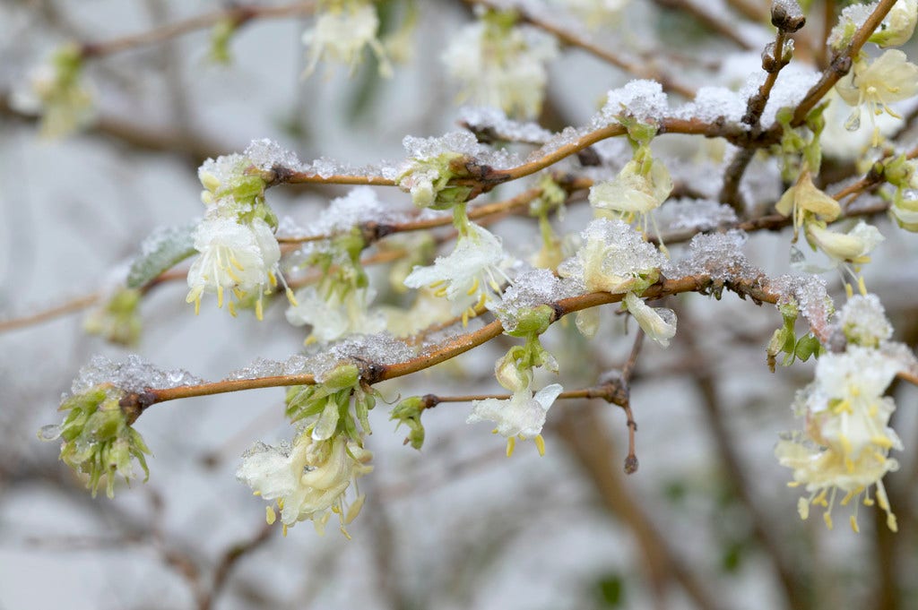 Struikkamperfoelie (Lonicera purpusii 'Winter Beauty')