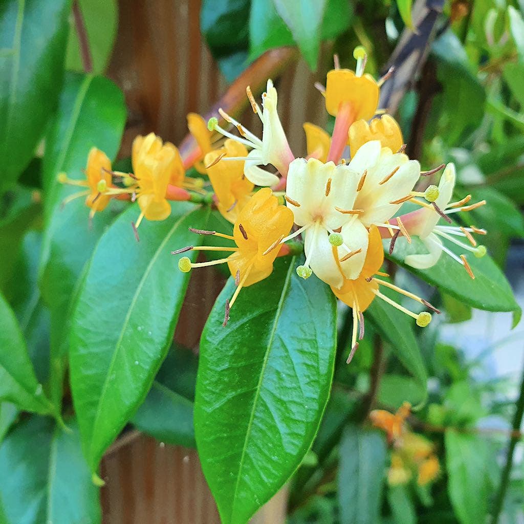 Kamperfoelie (Lonicera henryi 'Copper Beauty')