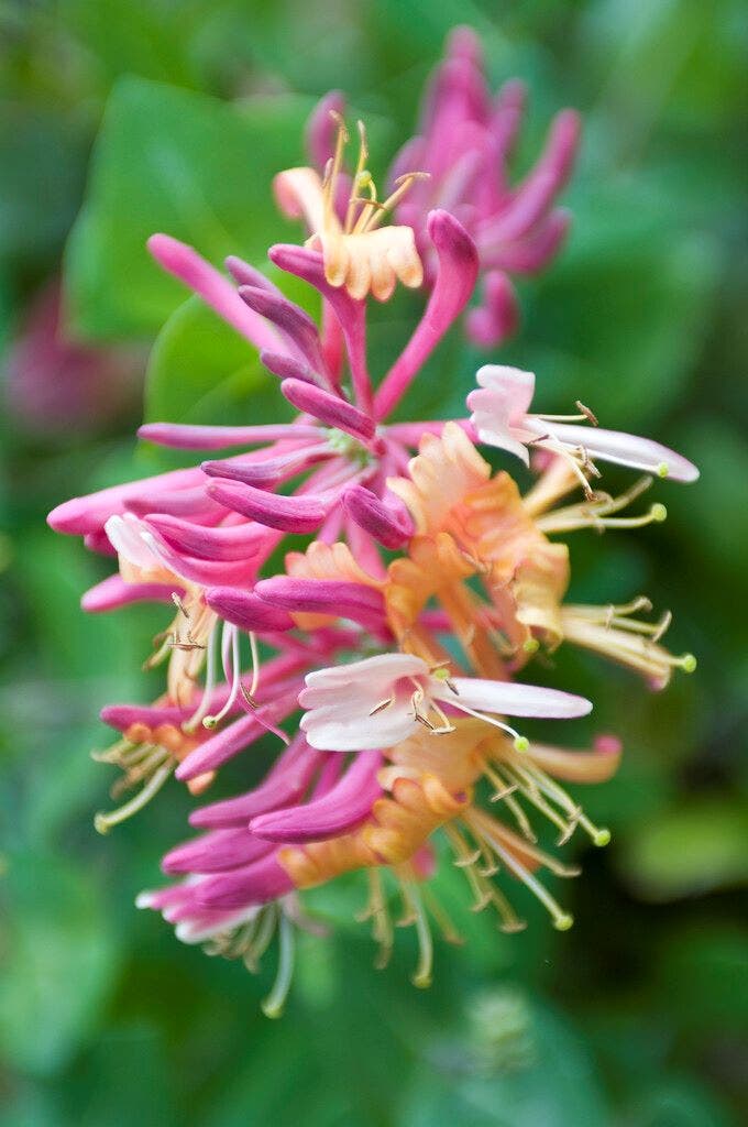 Kamperfoelie (Lonicera heckrottii )