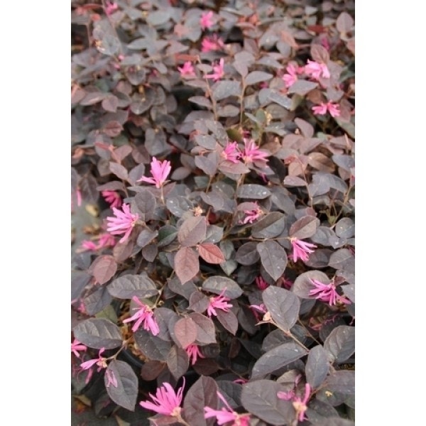 Loropetalum als bolvorm (Loropetalum 'Fire Dance')