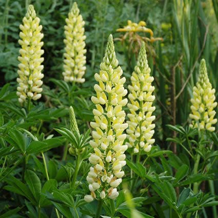 Lupine (Lupinus 'Chandelier')