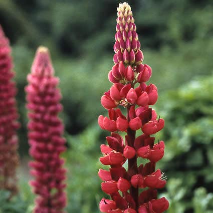 Lupine (Lupinus 'My Castle')