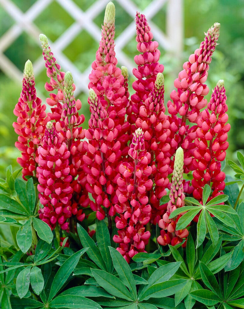 Lupine (Lupinus 'Gallery Red')