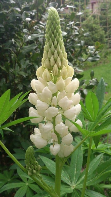 Lupine (Lupinus 'Noblemaiden')