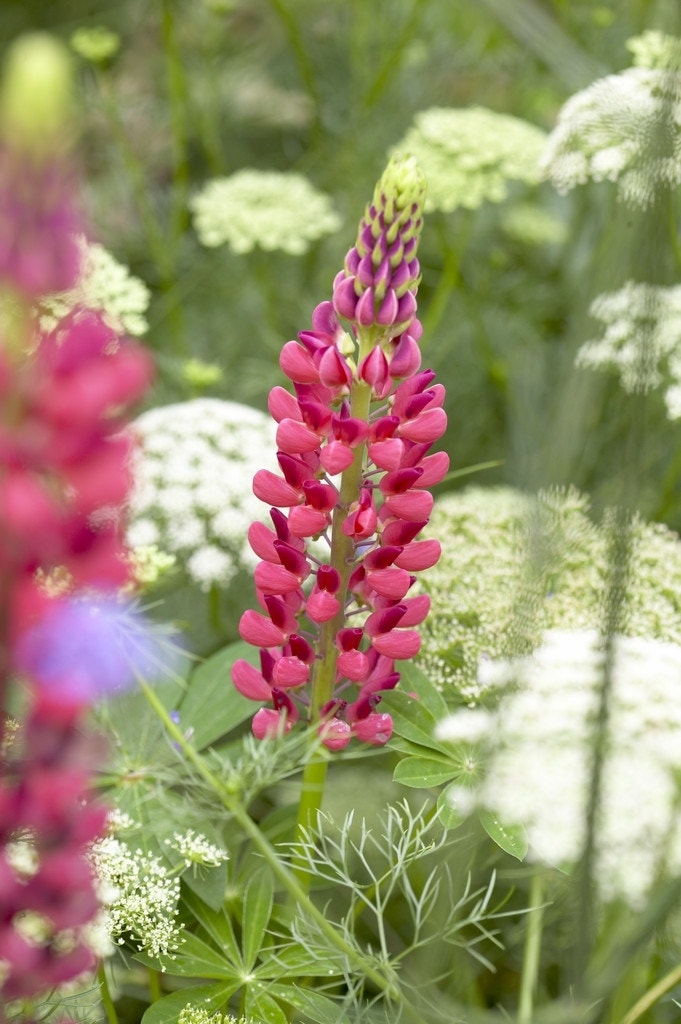 Lupine (Lupinus 'The Pages')