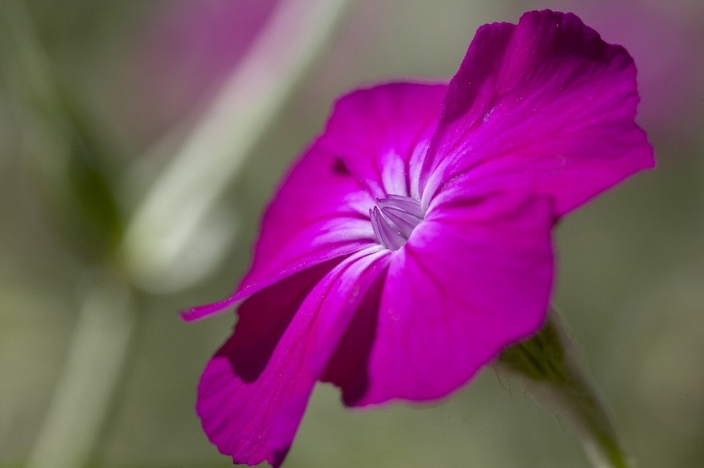 Prikneus (Lychnis coronaria)