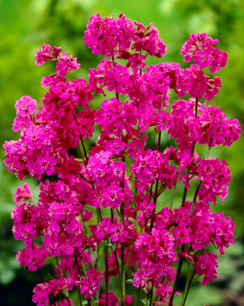 Koekoeksbloem (Lychnis viscaria 'Splendens')