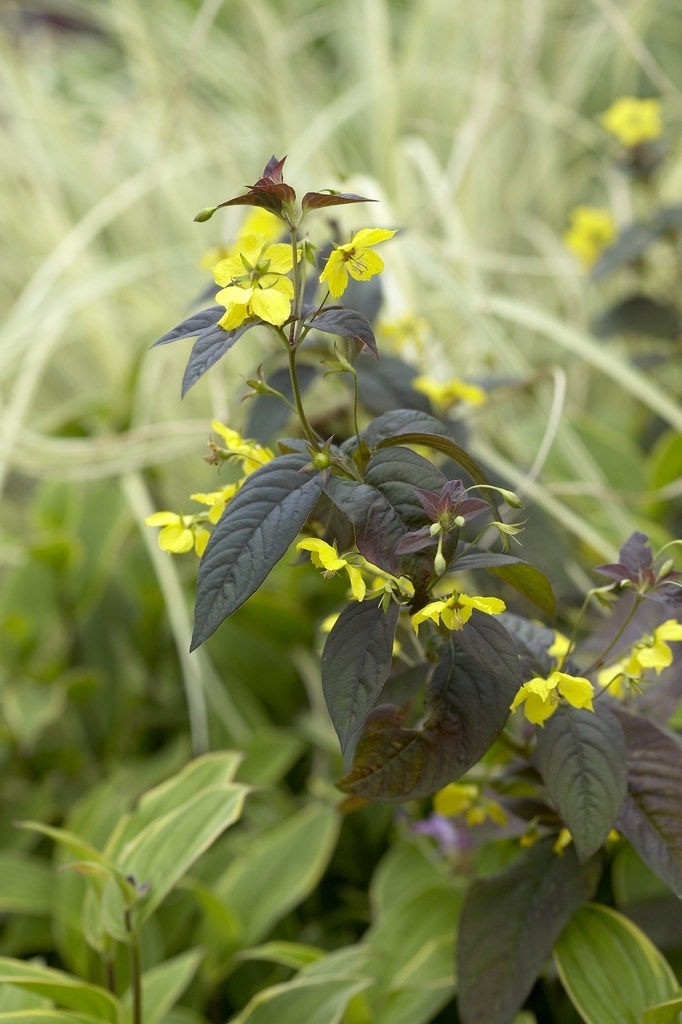 Wederik (Lysimachia ciliata 'Firecracker')