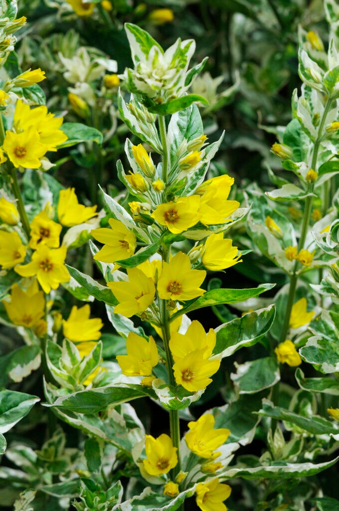 Wederik (Lysimachia punctata 'Alexander')