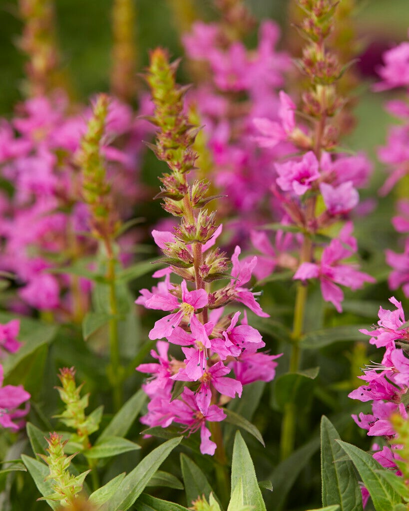 Kattestaart (Lythrum salicaria 'Robin')