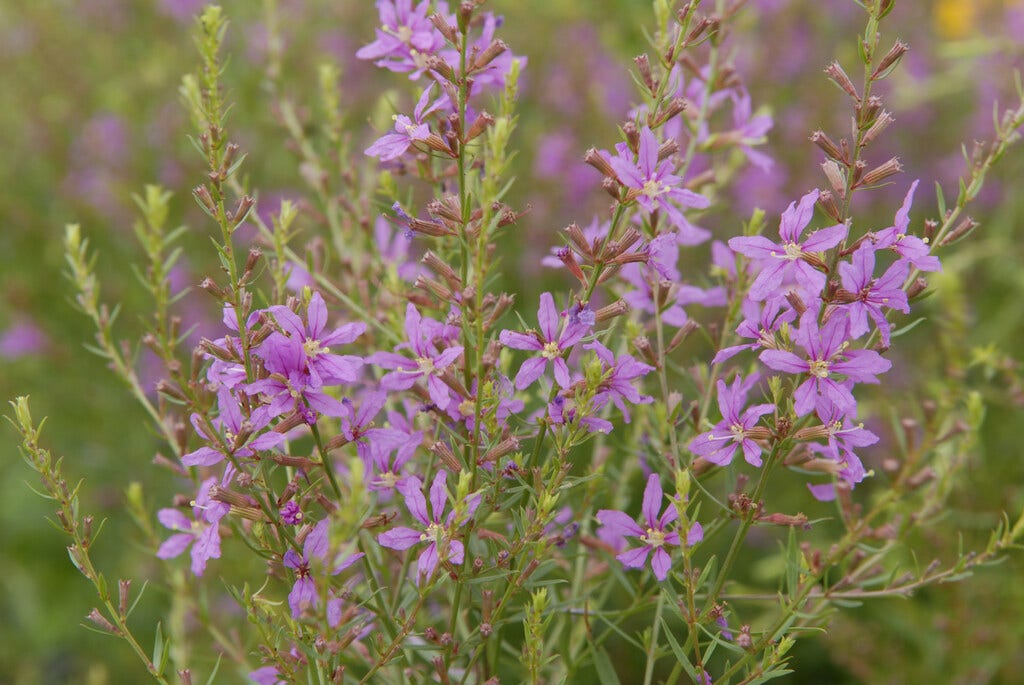 Kattestaart (Lythrum salicaria 'Swirl')