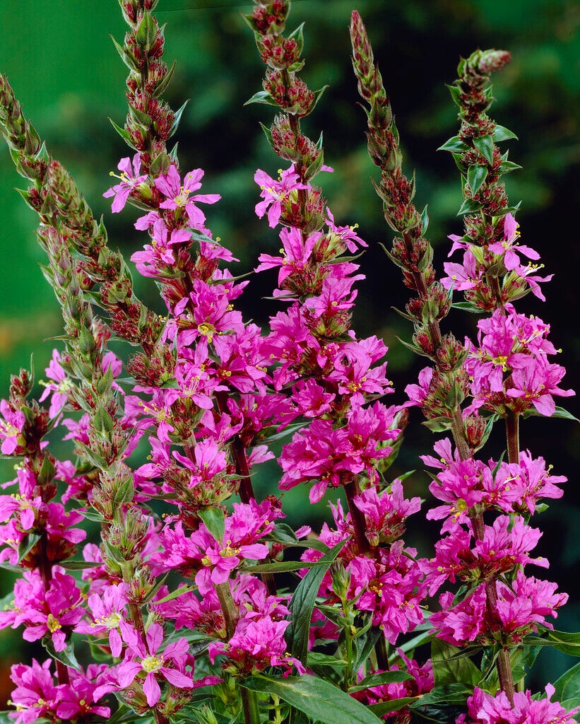 Kattestaart (Lythrum salicaria 'The Beacon')