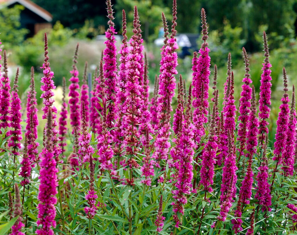 Kattestaart (Lythrum salicaria 'Zigeunerblut')