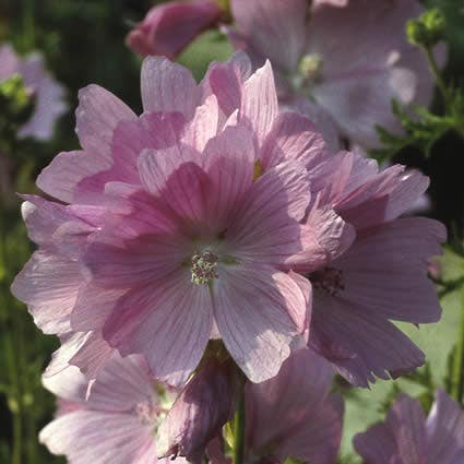 Vijfdelig kaasjeskruid (Malva alcea 'Fastigiata')