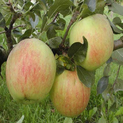 Lei-Appel (Malus domestica 'James Grieve')