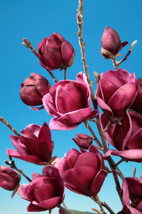 Beverboom (Magnolia 'Genie')