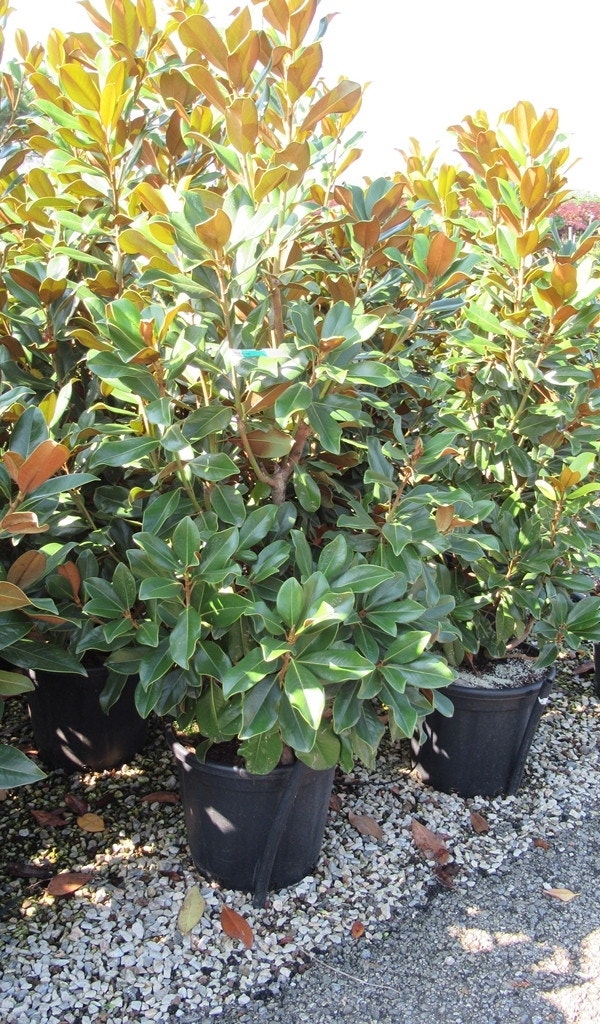 Groenblijvende Magnolia (Magnolia grandiflora 'Goliath')