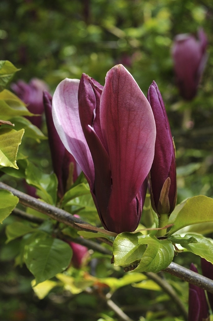 Beverboom (Magnolia liliiflora 'Nigra')