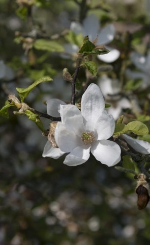 Beverboom (Magnolia kobus 'Norman Gould')