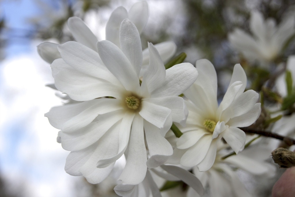 Stermagnolia als struik (Magnolia stellata 'Royal Star')