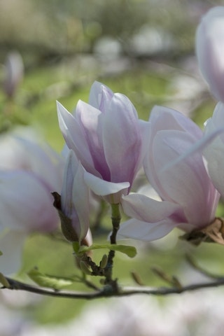 Beverboom (Magnolia soulangeana 'Big Pink')