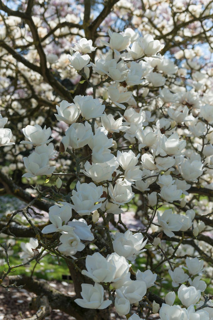 Beverboom (Magnolia denudata)