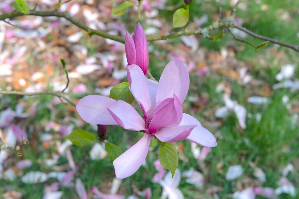 Beverboom, struik (Magnolia 'Galaxy')