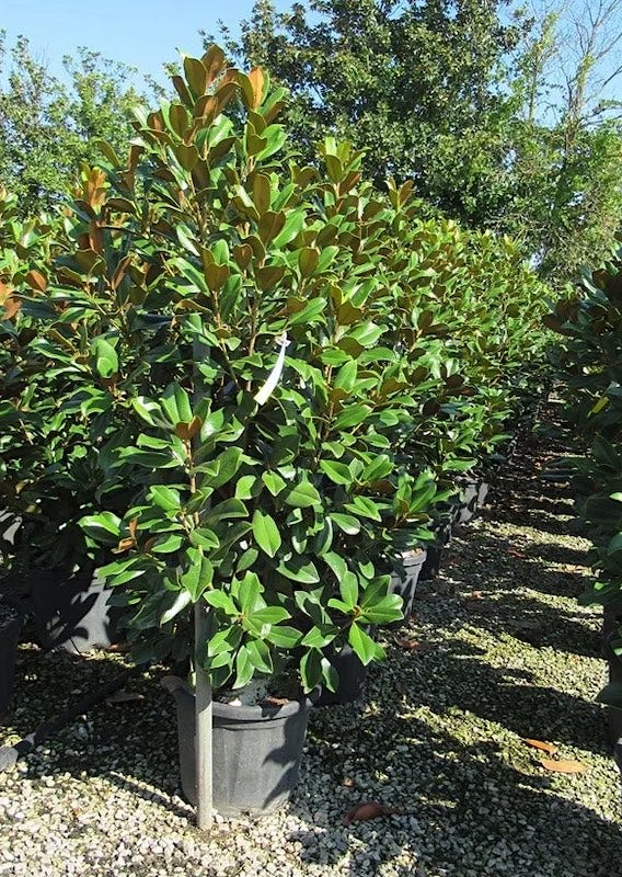 Zuidelijke Magnolia (Magnolia grandiflora 'Kay Parris')