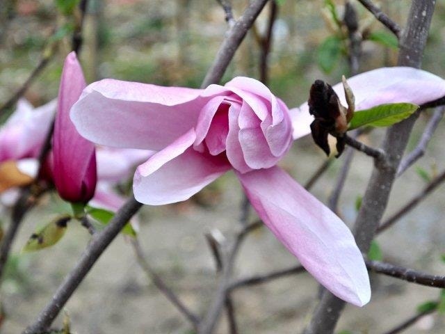 Beverboom (Magnolia 'Star Wars')