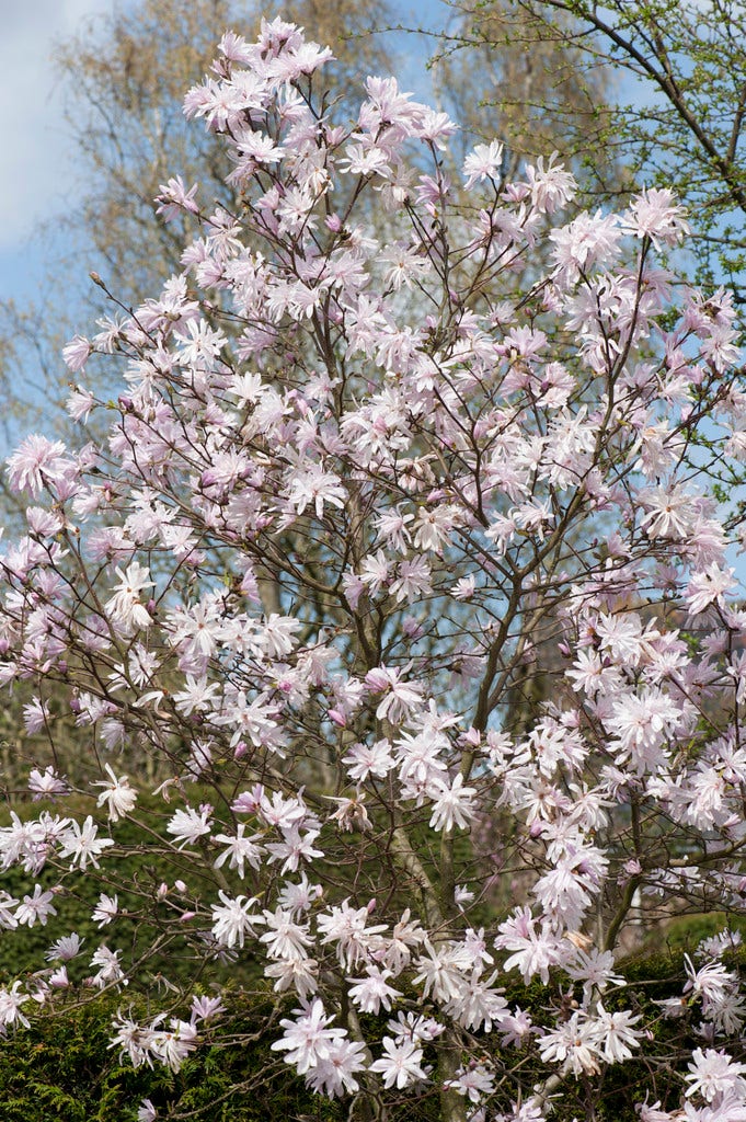 Roze stermagnolia (Magnolia stellata 'Rosea')