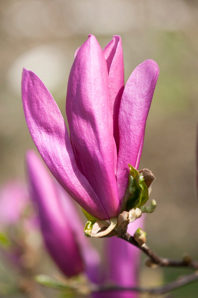 Beverboom op stam (Magnolia 'Susan')