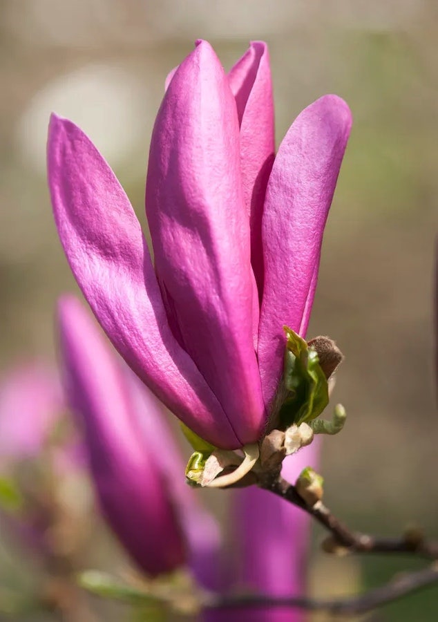 Beverboom als struik (Magnolia Susan)