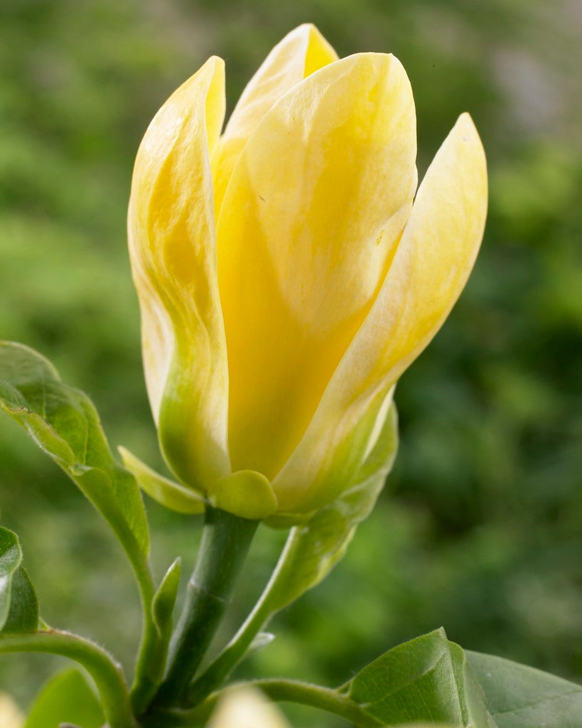 Beverboom (Magnolia brooklynensis 'Yellow Bird')