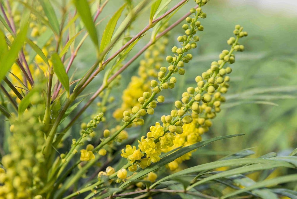 Chinese Mahonie struik (Mahonia eurybracteata 'Soft Caress')