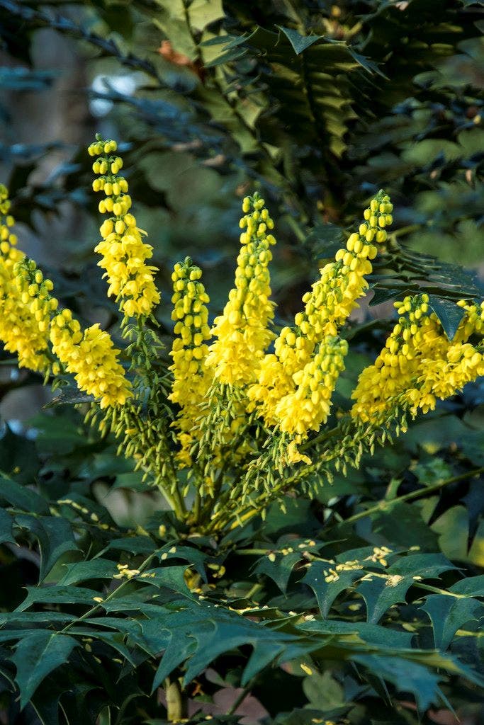 Mahoniestruik (Mahonia media 'Winter Sun')