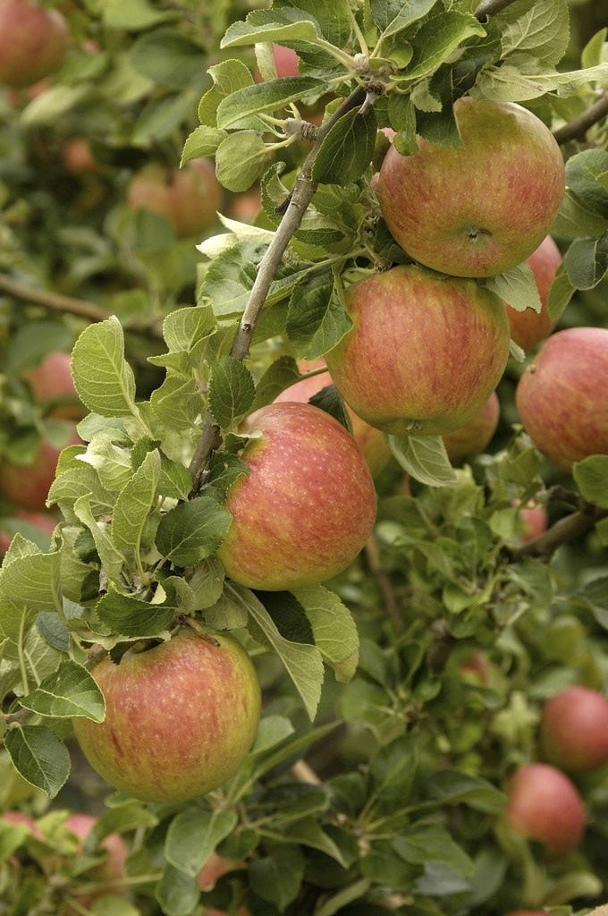 Lei-appel (Malus domestica 'Alkmene')