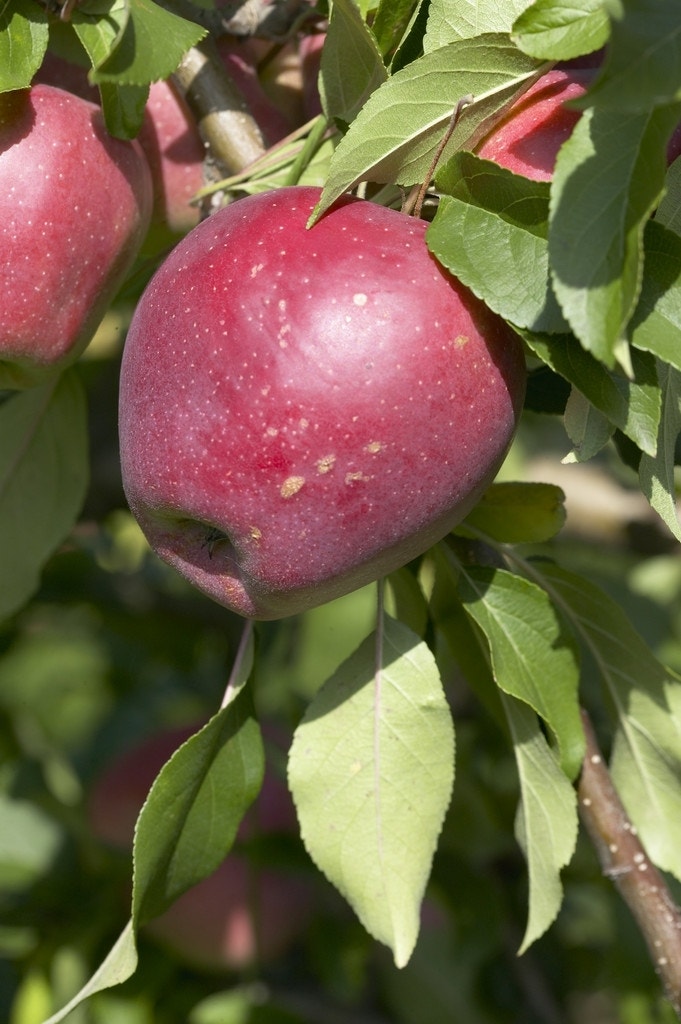 Appelboom (Malus domestica 'Beauty of Bath')