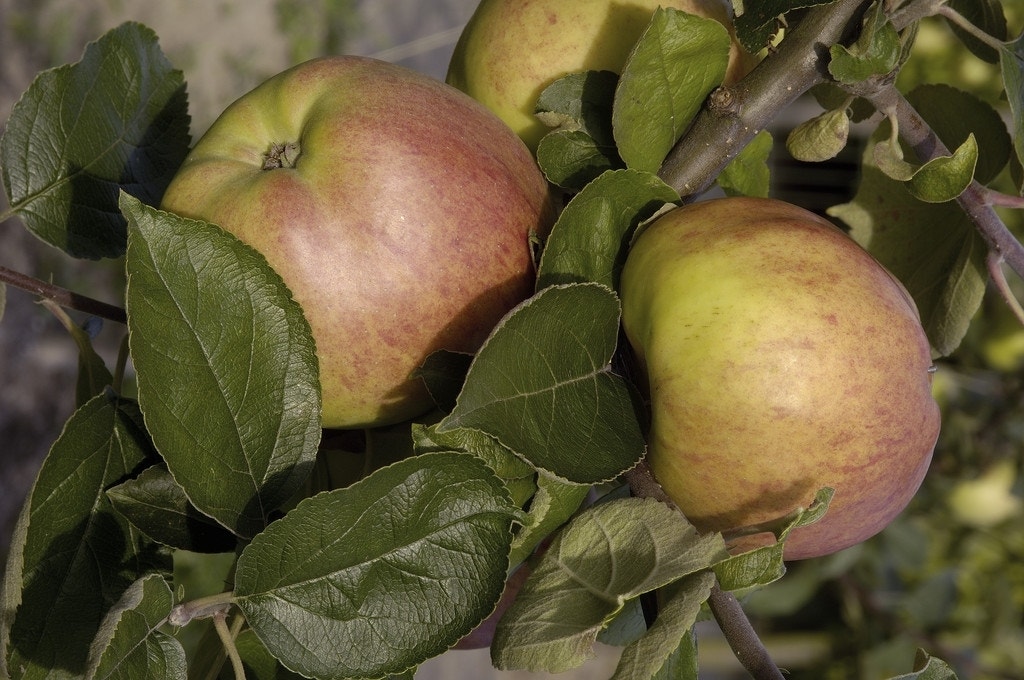 Appelboom (Malus domestica 'Dubbele Bellefleur')