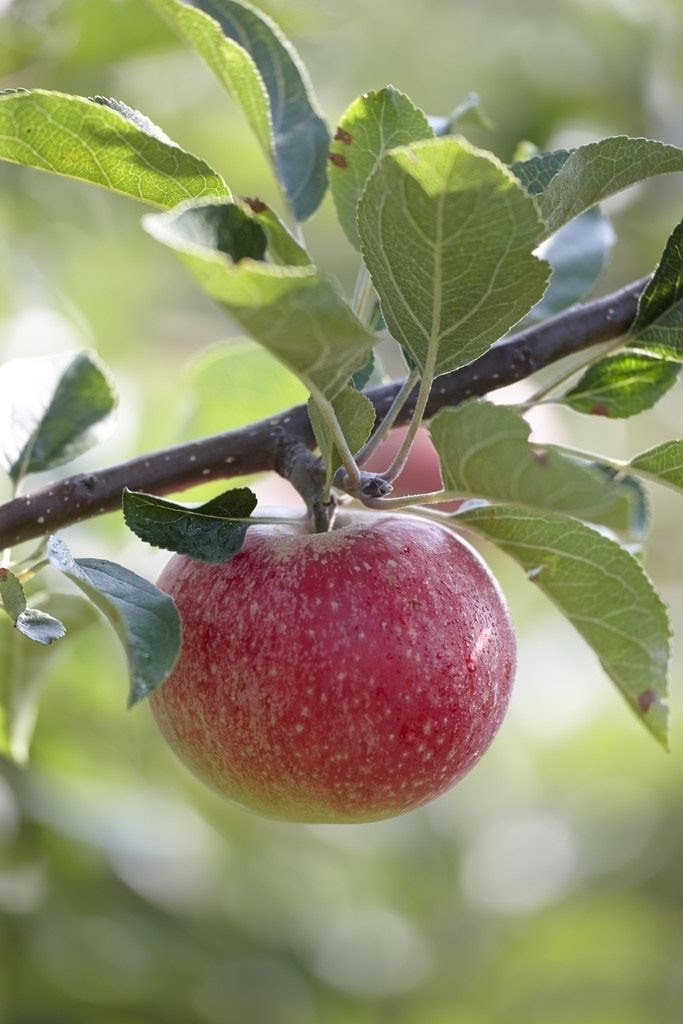 Lei-Appel (Malus domestica 'Benoni')