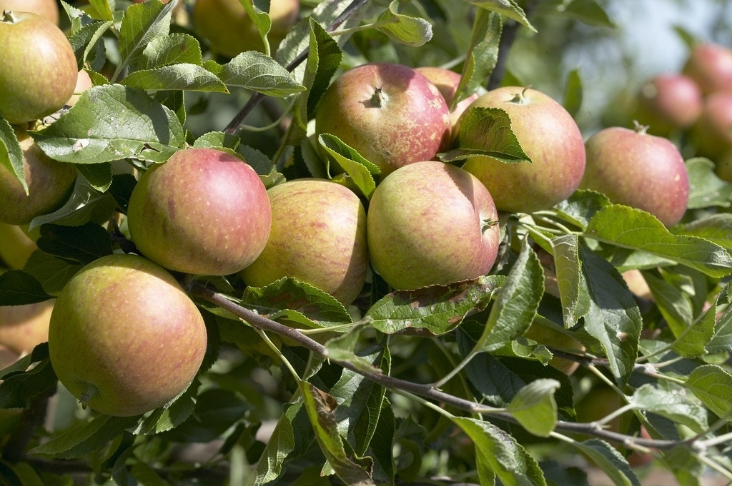 Lei-Appel (Malus domestica 'Cox's Orange')