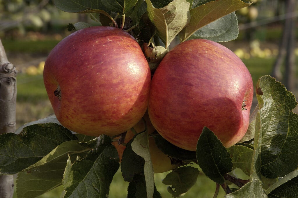 Appelboom (Malus domestica 'Delcorf')