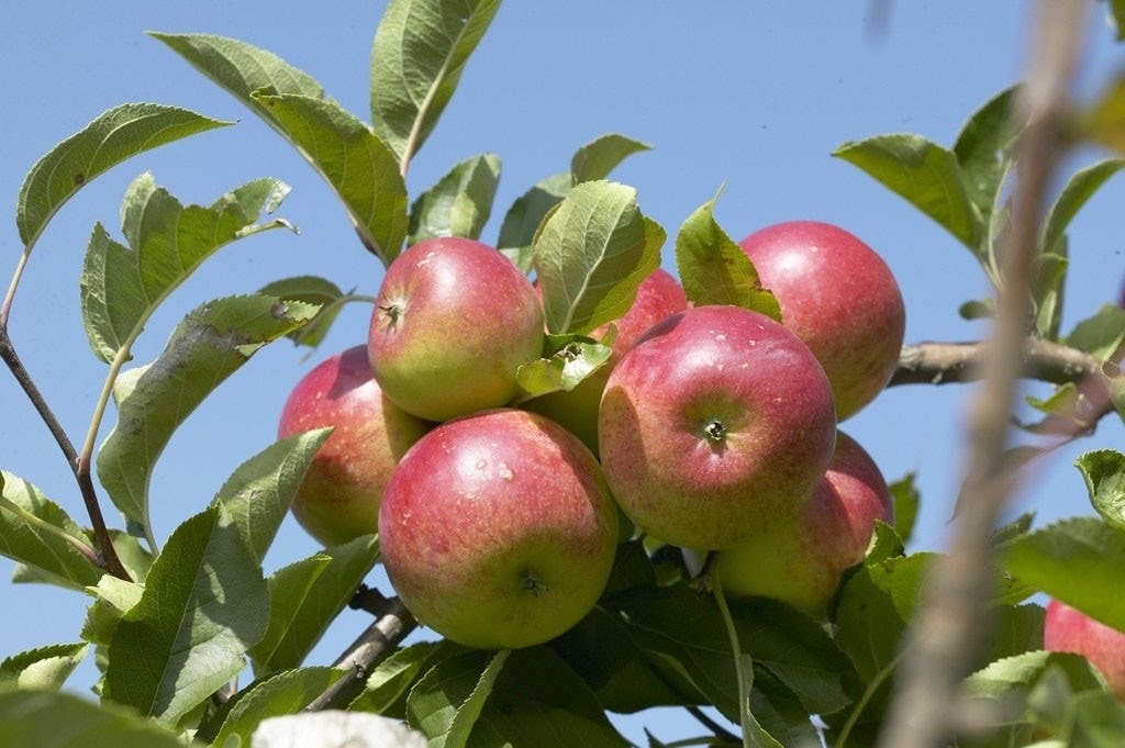 Lei-Appel (Malus domestica 'Discovery')