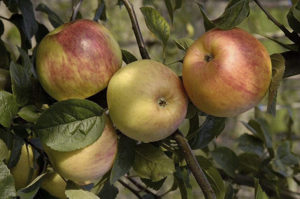 Appelboom (Malus domestica 'Glorie van Holland')