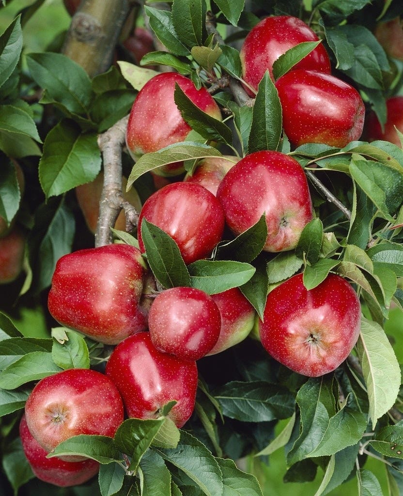 Lei-Appel (Malus domestica 'Gloster')